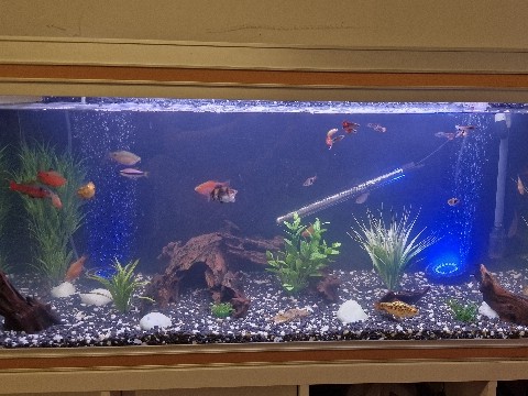 Plecostomus – fish tank, fish and accessories – Corsham