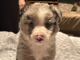 Venta Cachorro Border Collie Merley