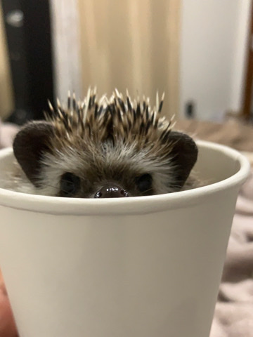 hedgehog – Rehoming for Hedgehog