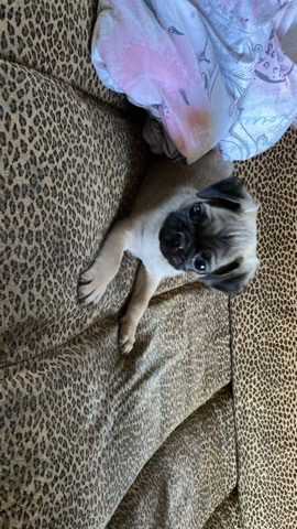Pug – pug puppy