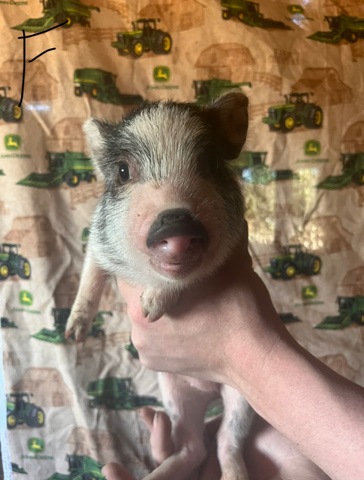 pig – pot belly piglets