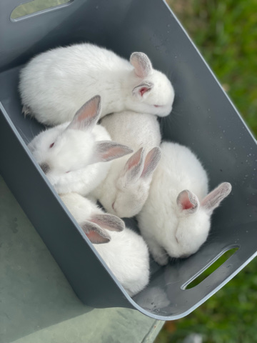 baby rabbits for sale 