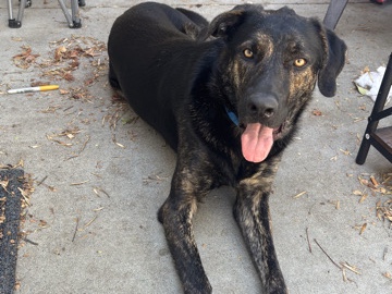 German Shepherd – Jager – San Diego