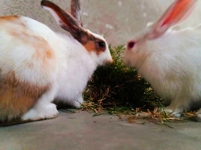 rabbits sale
