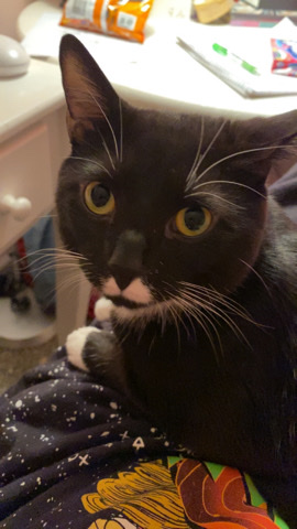 Oriental Bicolor – Cat for free!