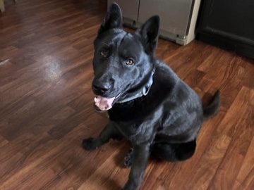German Shepherd – Looking to rehome male German Shepherd – Las Vegas