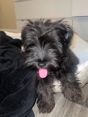 Yorkshire Terrier – Yorki Poo