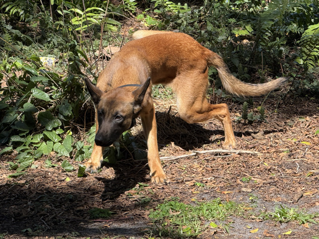 Belgian Shepherd Dog (Malinois) – Fully Trained Belgian Shepard – Boca Raton