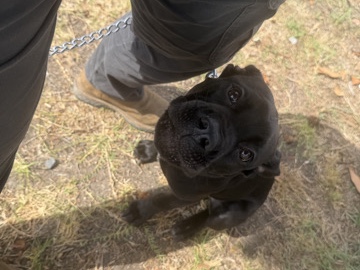 Cane Corso – Cane Corso – Paramount
