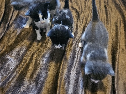free kittens – Vancouver