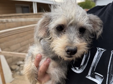 Chihuahua – rehoming needs a new forever home – Fontana