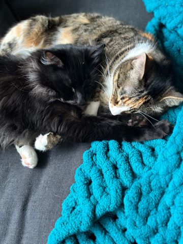 ReHome for two sweet babies