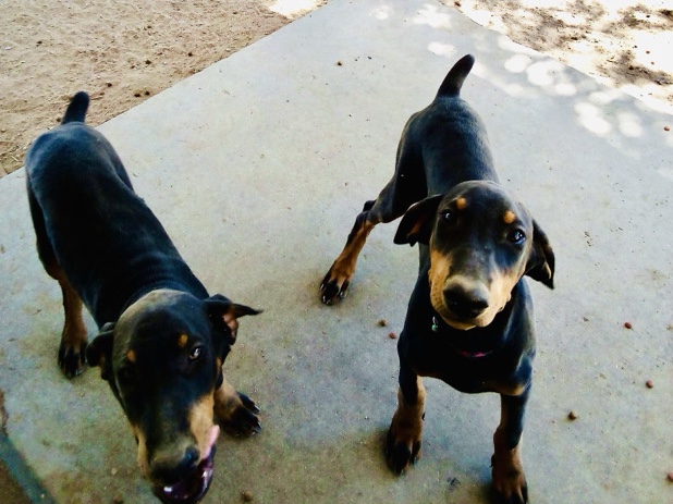 Doberman pinchers