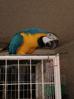 blue and gold macaw