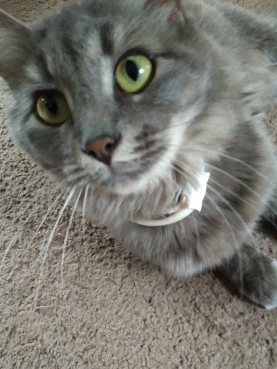Ragamuffin – Grey. loving sweet kitty