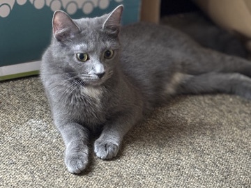 American Shorthair - Baby needs a new home available for adoption in Pittsburgh