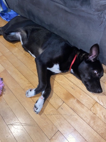 Labrador Husky – husky and bully