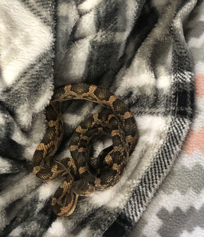 Rat snake
