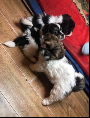 Shih Tzu – shihtzu mixed with pug puppies 600 each