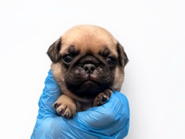 Pug – male pug puppies – Fontana
