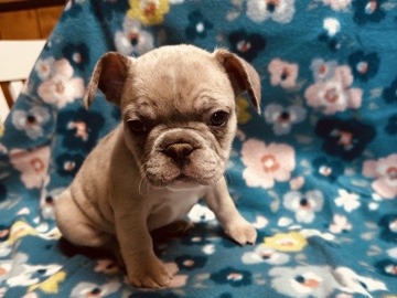 French Bulldog – frenchies – Espanola