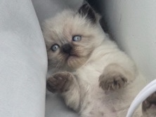 Himalayan seal point 