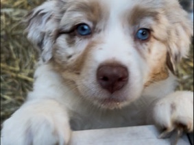 Australian Shepard purebred