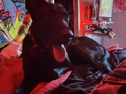 Belgian Shepherd Dog (Malinois) – I’m Zek!!!! – Milton