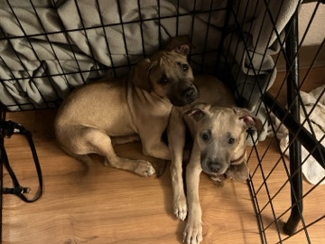 Cane Corso – rehome thunder and hurricane