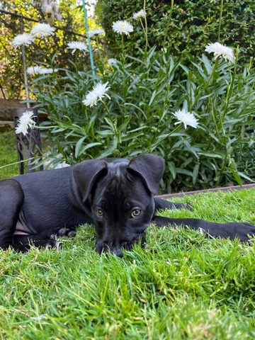 Cane Corso – Nam: Kaine (cain) Cane Corso/Pitbull/Rotwiller mal