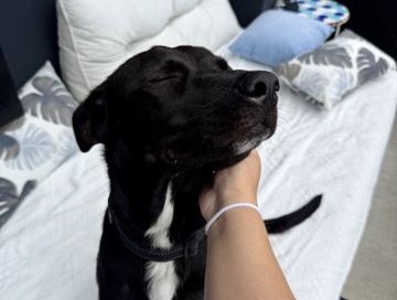 Labrador Retriever – Lexi - Labrador Mix – Louisville