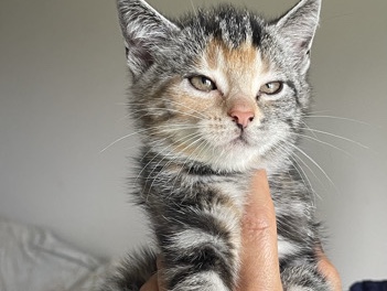 All - Katze Kater  available for adoption in Bremen