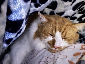 Persian (Traditional) – Persian cat – Florin