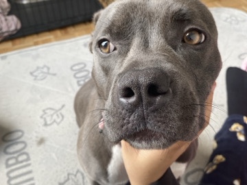 American Pit Bull Terrier – Friendly American Pit Bull Terrier for Sale – 1 Year Old in Brampton – Brampton