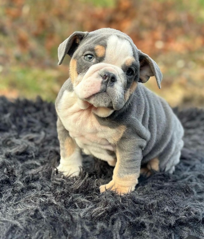 Bulldog – Adorable British Bulldog For sale