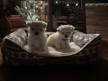 Maltese Puppies [Male Only]