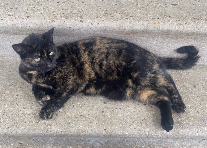 American Shorthair – Echo the lovebug needs a loving home