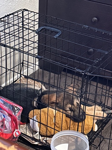German Shepherd – german shepard