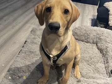 Labrador Retriever – Red Labrador retriever puppy – Warrington