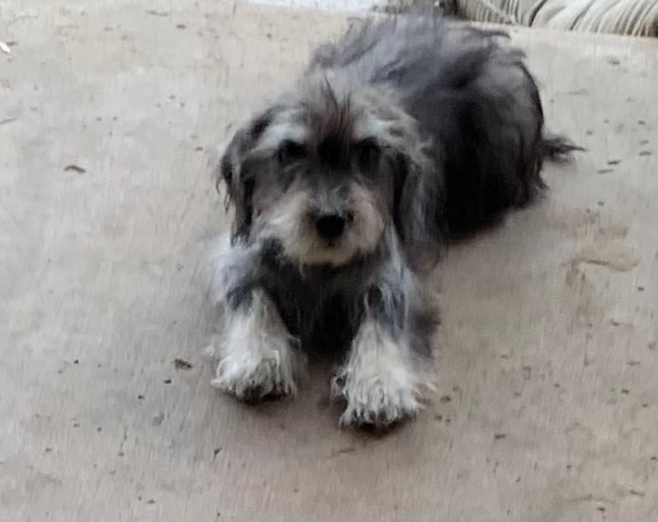Shih Tzu – Puppies