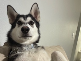 Alaskan Malamute – 🐾 Meet Lamb — 7-Month Old Alaskan Husky – Scottsdale
