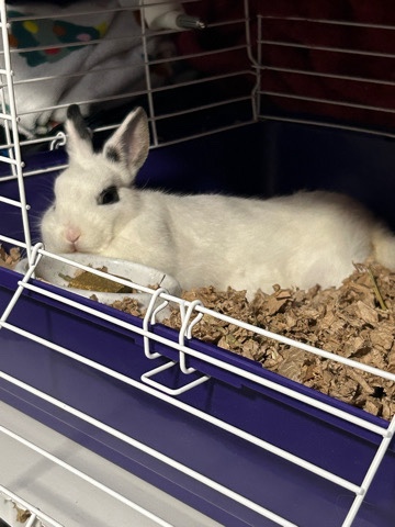 Dwarf Hotot – Dwarf Bunny