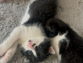 Scottish Fold – Scottish Fold Mix Kitten suchen ihr Für immer Zuhause – Bad Wimpfen