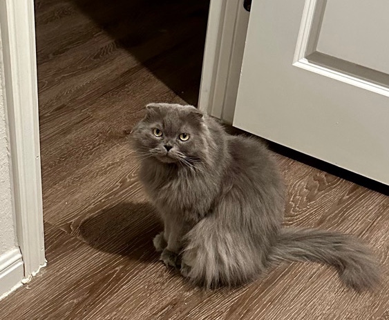 Scottish Fold – Sweet loving boy