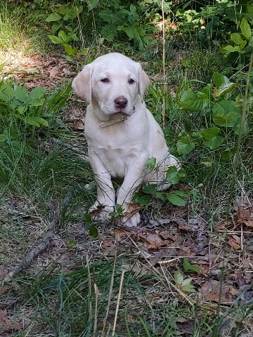 Labrador Retriever – Labrador retriever