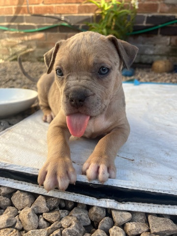 standard american bully