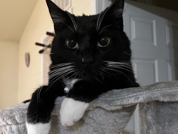 American Shorthair - Cuddly Cat Needs New Home available for adoption in Anchorage