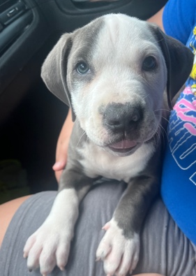 American Pit Bull Terrier – Puppy for Sale