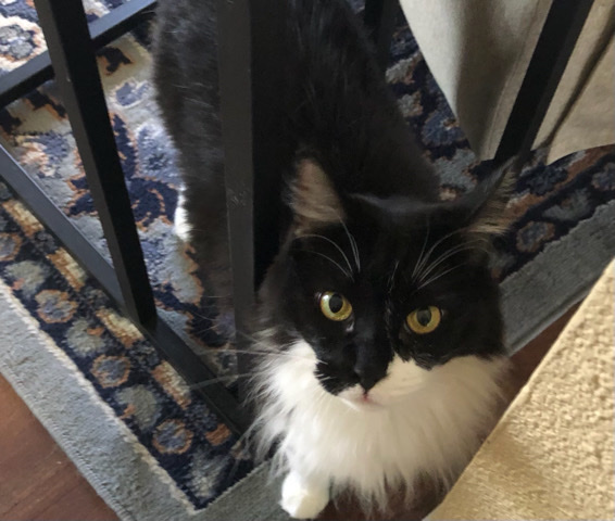 Pretty Tuxedo Cat