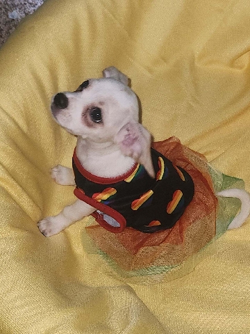 Chihuahua – Chihuahua mix